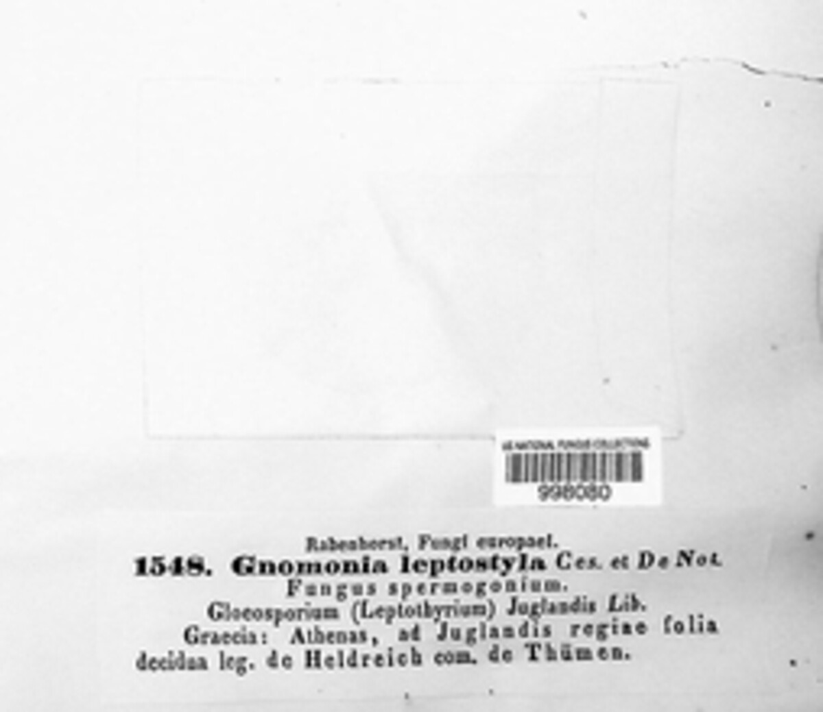 Ophiognomonia leptostyla image